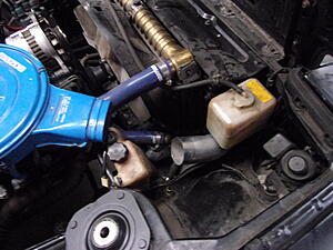 Damic's Annabelle (SA)-qkg2gdu.jpg