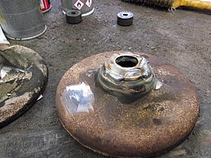 Damic's Annabelle (SA)-stpwt7e.jpg