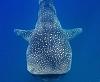 The FC build challenge-whaleshark-copy.jpg