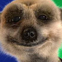 Name:  meerkat.jpg
Views: 85
Size:  8.8 KB