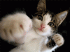 Swine Flu - Are you armed and ready?-anicatpunch8bv.gif