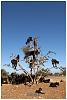 Swine Flu - Are you armed and ready?-goats-tree.jpg