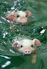 Swine Flu - Are you armed and ready?-swine-attack.jpg