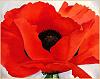 Lest We Forget-okeeffe_red_poppy-xx.jpg