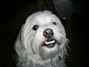 One Smart DOG!-090.jpg