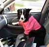 One Smart DOG!-scottycar.jpg