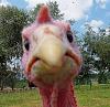 Happy Thanksgiving Everyone!-turkey-face.jpg