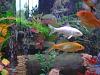 Rotary Extreme FC vmount interest-fish1.jpg