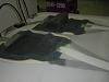 RX-7 series 6 Carbon Fibre doors-inf4.jpg