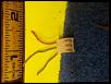 factory antenna wire into aftermarket radio-plug.jpg