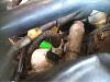 87 GXL non turbo hard starts... HELP!-image-4095898563.jpg
