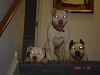 Baltimore area: My Boxer needs a new home-three-stooges-017.jpg