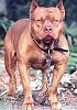 Guys tryna steal my FC in brooklyn-pitbull.jpg