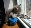 Guys tryna steal my FC in brooklyn-cat_sniper.jpeg