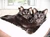 Anyone want two cats?-cat6.jpg
