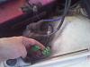 Hi, I'm new to rotaries and my car has a few issues.-2011-09-02-19.39.08.jpg