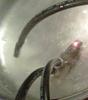 1985 GSL-SE 13b more to fix.-testing.jpg