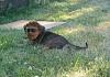 My new Pup-bdog.jpg