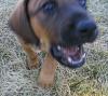 My new Pup-img_0084.jpg