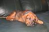 My new Pup-img_0093.jpg