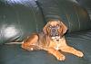 My new Pup-img_0094.jpg