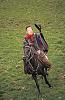 The Adventures of Bstrange99-chagras%2520rodeo.jpg