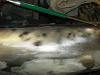 paint job-dsc04206.jpg