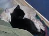 NW Kittens-jaz-anne.jpg