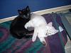 NW Kittens-jaz-anne3.jpg
