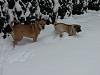 Nw Snow Pictures!-4.jpg