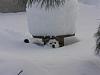 Nw Snow Pictures!-lacey-small-.jpg