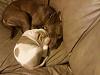 Oregons trying to ban pitbulls-1129080114.jpg