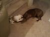 Oregons trying to ban pitbulls-1130081338.jpg
