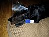 Oregons trying to ban pitbulls-p1010030.jpg