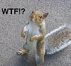 looking for another squirrel, N PDX-wtfsquirrel.jpg