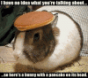 squirrels, take 2-bunny-pancake.gif