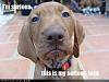 look what i got ...-loldogs-funny-dog-pictures-im-seriousthis-my-serious-face.jpg
