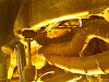 Rotary Beetle Update-image_00173.jpg