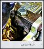 Crack Front iron n blow oil pump-1-.jpg
