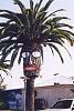 racing-palm-tree-face.jpg