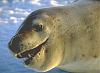 RE-Amemiya and Apex seals......-leopardseal.jpg