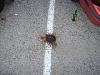 tell how bad this is ...??-hpim0486.jpg