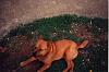 R. I. P.-sandy8.jpg