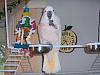 cockatoo parrot for sale in florida-c.jpg