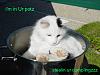 Saturdays In Raleigh, Nc-cat_pot.jpg
