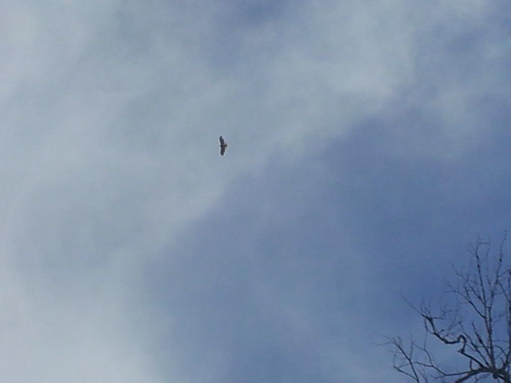 Name: eagle1_zps439bdcf7.jpg
Views: 38
Size: 22.5 KB