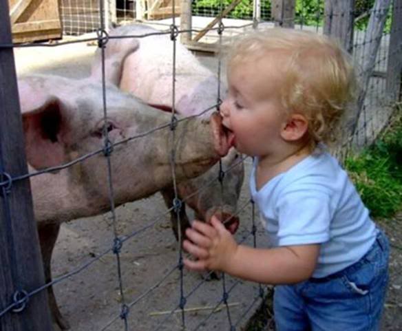 Name:  pig.jpg
Views: 42
Size:  36.9 KB