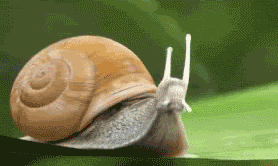 Name:  rocketsnail.gif
Views: 56
Size:  2.25 MB