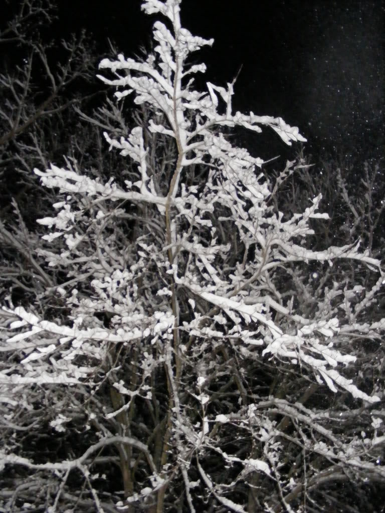 Name:  DSCF2012.jpg
Views: 42
Size:  173.9 KB