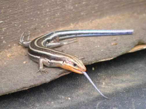 Name: skink1.jpg
Views: 56
Size: 35.6 KB